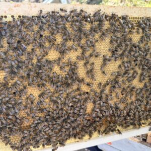 Essaim d’abeilles Buckfast