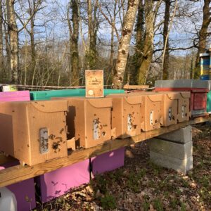 Essaim d’abeilles Buckfast