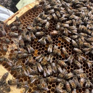 Reine Bukfast fécondée